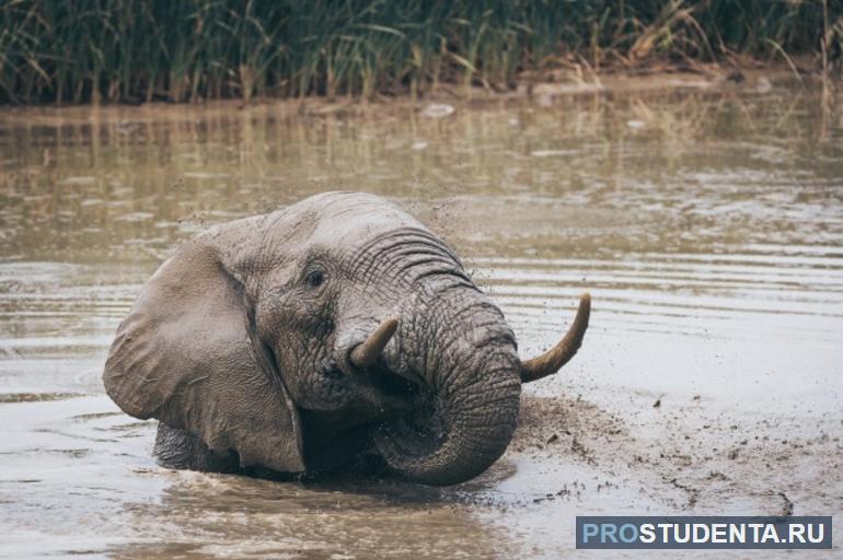 Слон принимает грязевую ванну