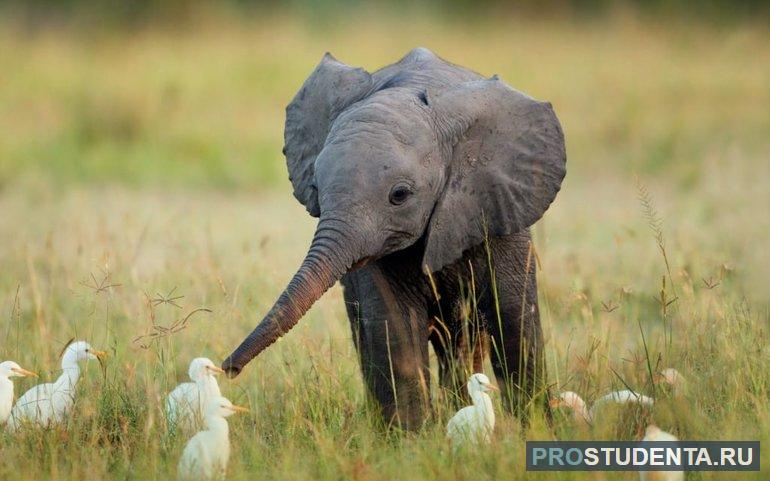 Слоненок общается с утятами