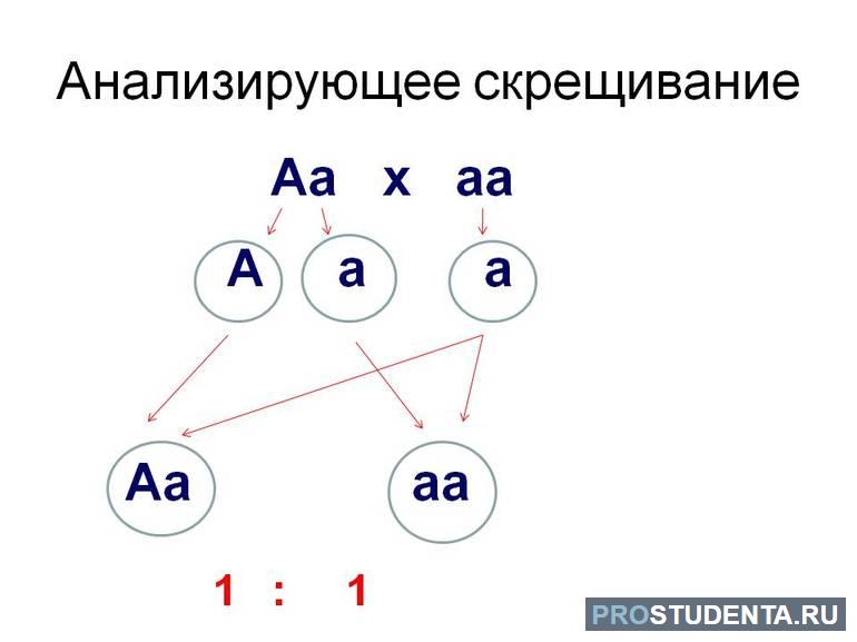 Практическое значение и примеры анализирующего скрещивания в биологии