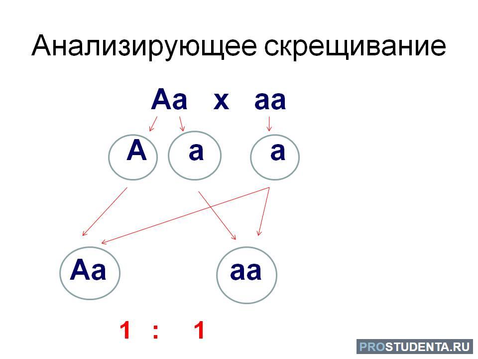 Анализирующее скрещивание кратко