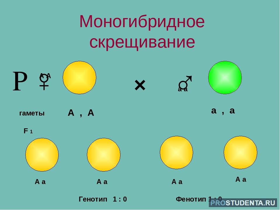 Укажите моногибридное скрещивание