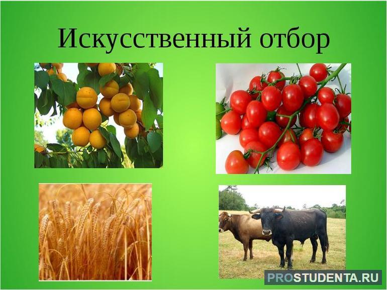 Искусственный отбор