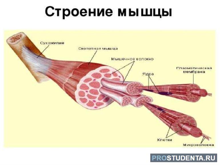  мышцы общий обзор