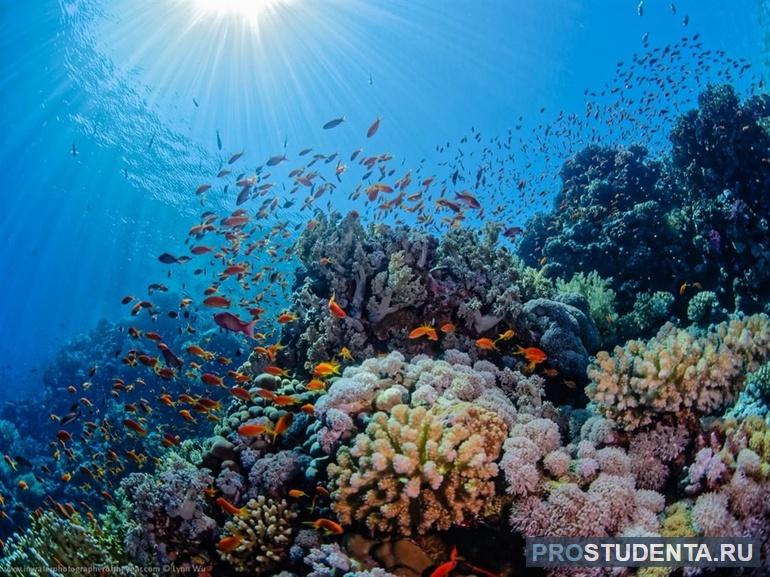 Ресурсы Мирового океана: виды и места сосредоточения