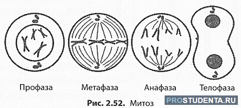 Особенности мейоза