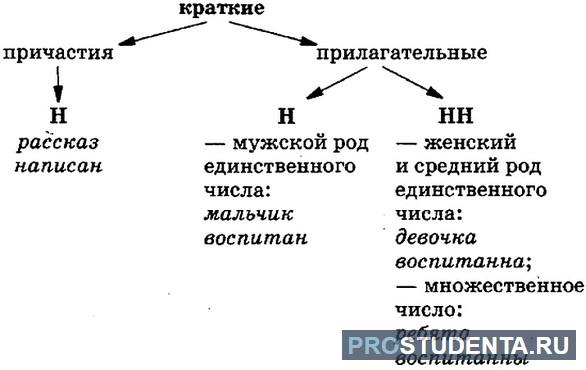 Глупый краткое прилагательное. Краткие прилагательные и причастия. Н В кратком прилагательном. Краткие причастия и прилагательные н и НН.