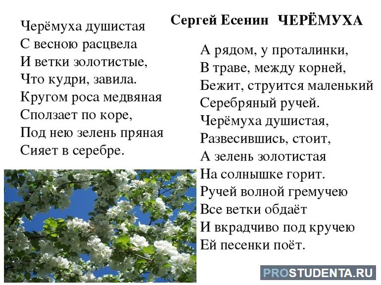 Стих «Черемуха»