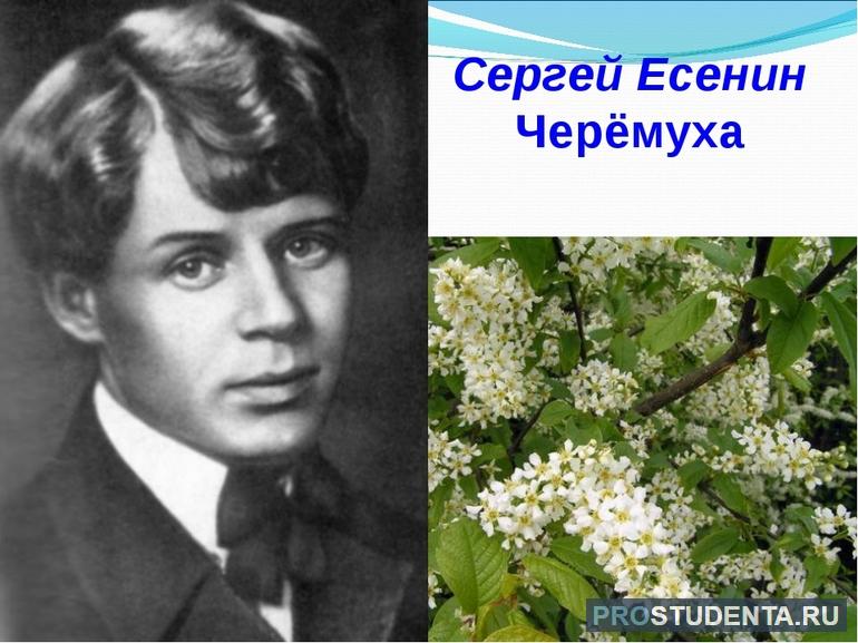 Стихотворение «Черемуха» Сергея Есенина