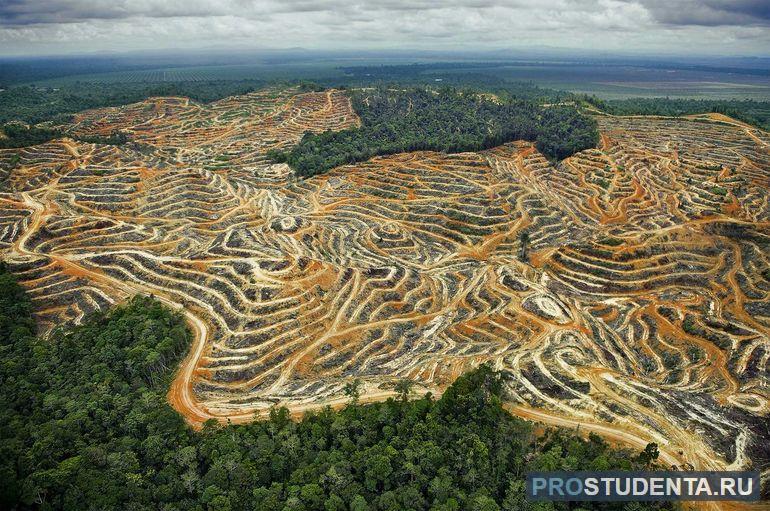 Уничтожение лесов 
