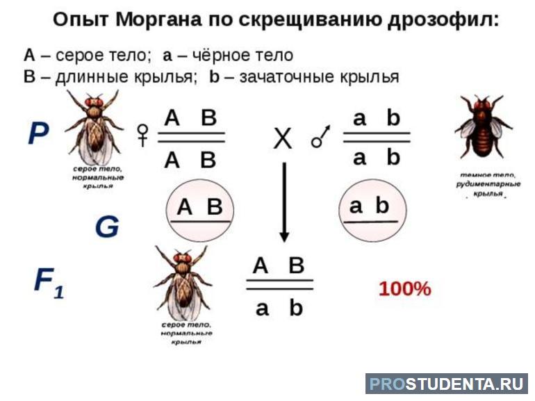 Закон моргана