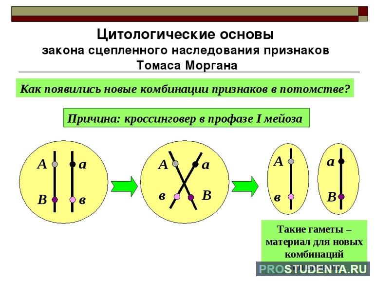 Закон моргана 9 класс