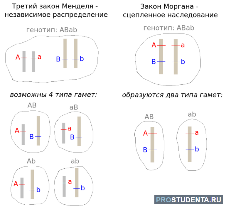 Закон моргана это