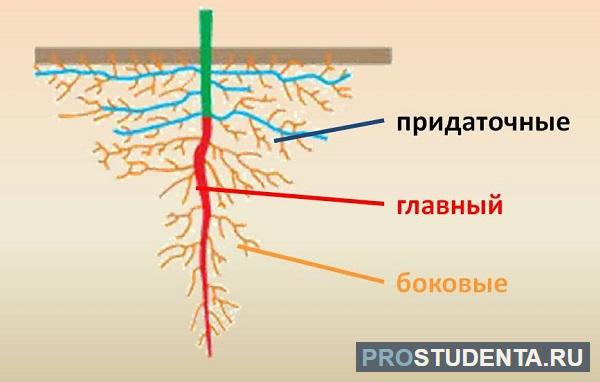 Корни дол