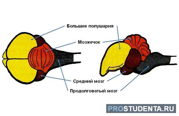 Продолговатый мозг у птиц. Головной мозг птиц. Строение головного мозга птиц. Отделы головного мозга у птиц. Головной мозг птицы вид сверху.