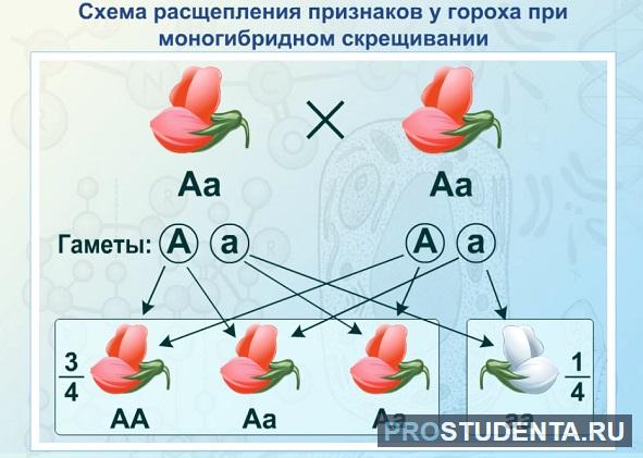 Моногибридное скрещивание закон расщепления