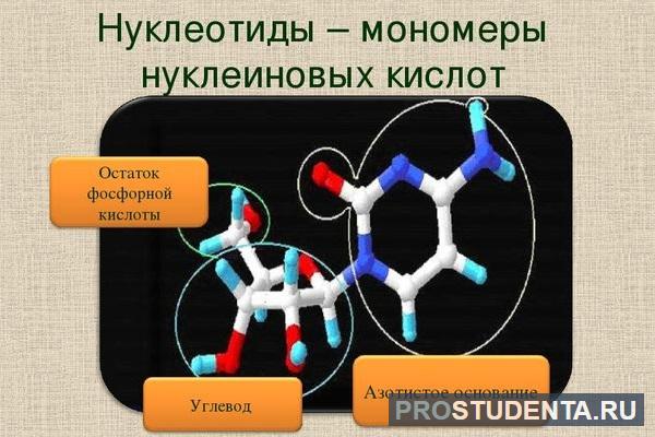 Биологическая роль нуклеиновых кислот. Строение дезоксирибонуклеотида. Праймеры из рибонуклеотидов. Препарат нукла.