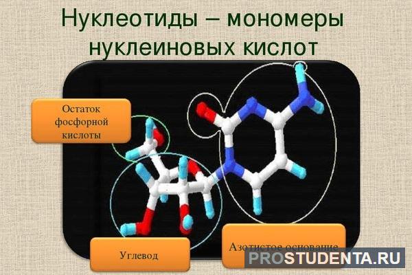 Мономером рнк является. Биологическая роль нуклеиновых кислот. Строение дезоксирибонуклеотида. Праймеры из рибонуклеотидов. Препарат нукла.