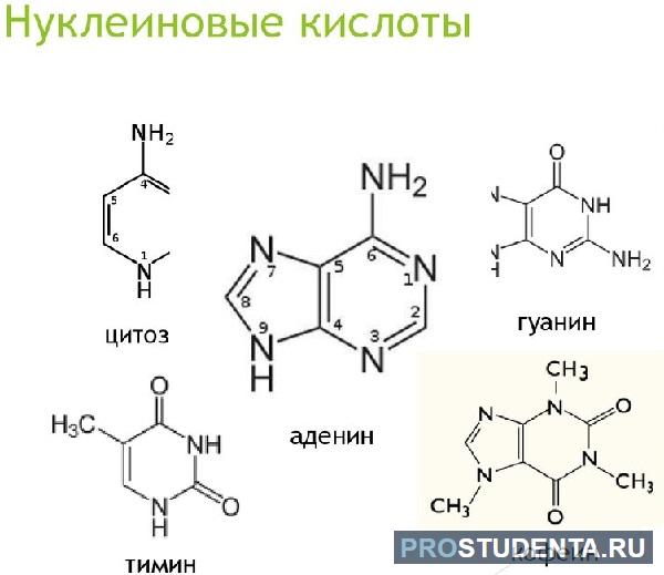 Нуклеиновые кислоты тест. Номенклатура нуклеиновых кислот. Открытие нуклеиновых кислот. Препараты нуклеиновых кислот. Применение нуклеиновых кислот.