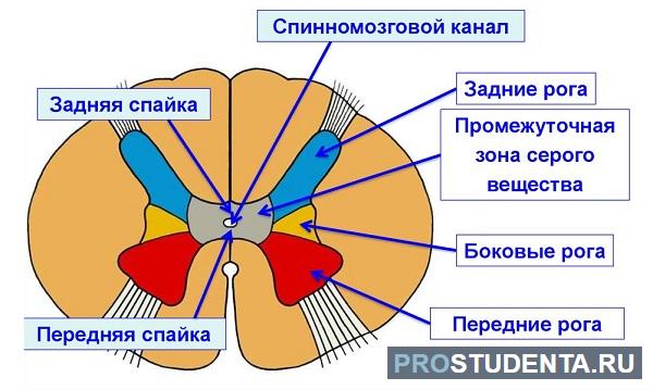 Части серого вещества спинного. Строение спинного мозга. Строение белого вещества спинного мозга. Пучковые клетки спинного мозга. Проводящие пути белого вещества спинного мозга.