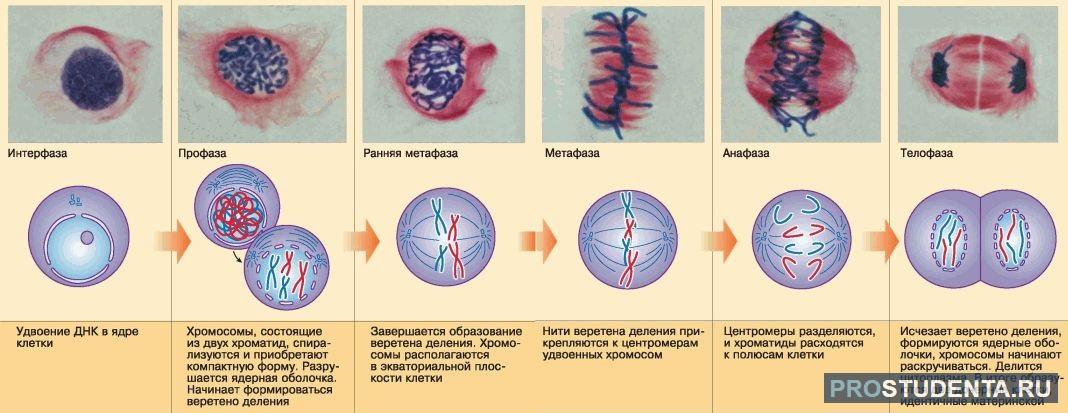 Установите последовательность стадий деления клетки