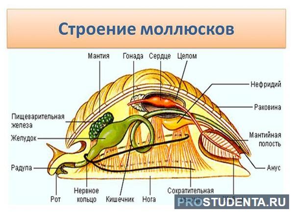 Сосуды мантии моллюска. Мантийная полость у двустворчатых моллюсков. Тип моллюски строение. Мантийная полость у моллюсков. Строение моллюсков мантийная полость.