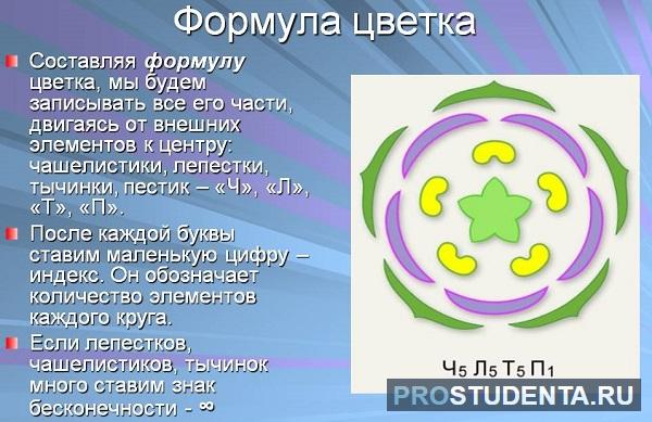 Ч5л5т бесконечность п бесконечность какое семейство