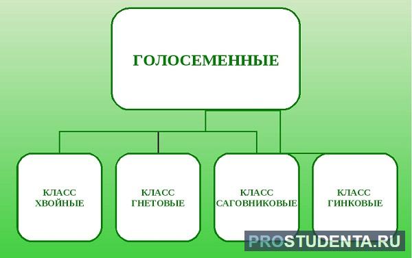 Систематическая группа голосеменных. Схема многообразие голосеменных растений 7 класс. Классификация голосеменных растений 5 класс биология. Схема многообразия голосеменных растений. Классификация голосеменных растений 7 класс.