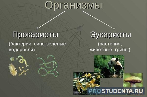 Прокариотические организмы это. Доядерные и ядерные организмы. Сине-зеленые водоросли до ядерные организмы. Надцарство прокариоты и эукариоты.