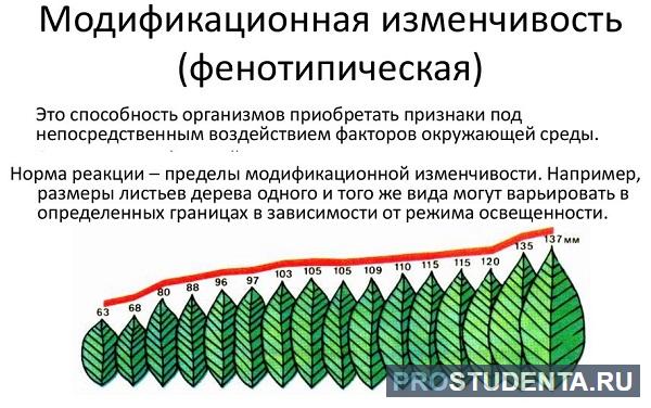 Примеры модификационной изменчивости. Модификационная (фенотипическая) изменчивость. Модификационная изменчивость примеры. Характеристика модификационной изменчивости. Модификационная изменчивость у растений.