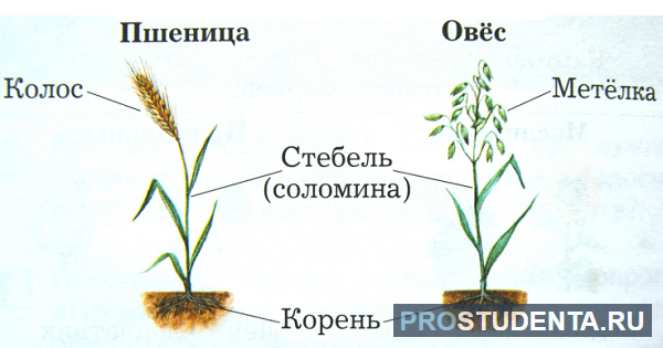 Зерновые культуры - список растений с названиями