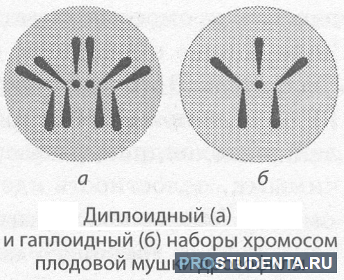 В гаметах человека 23 хромосомы