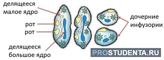 Инфузория малое ядро. Малое ядро инфузории туфельки. Малое ядро инфузории. Инфузория туфелька передвигается с помощью. С помощью чего передвигается инфузория-туфелька.